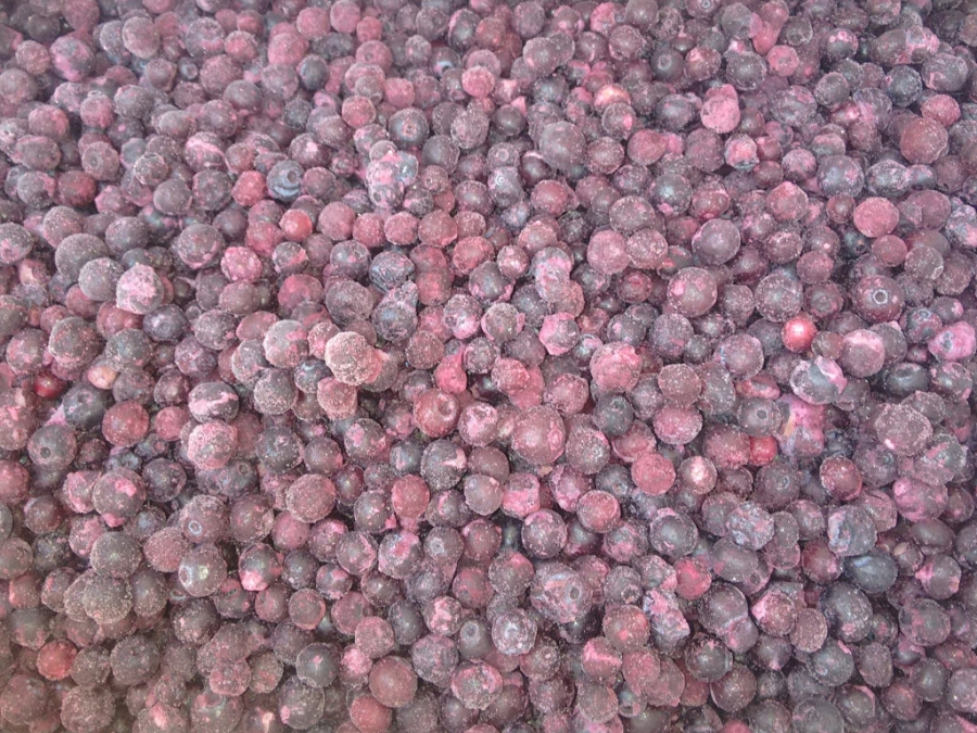 IQF Blueberry