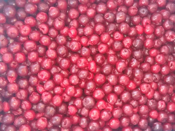 IQF Sour Cherry Oblazinska, Morellos and Lutowka