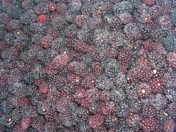 IQF Blackberry, cultivated and wild