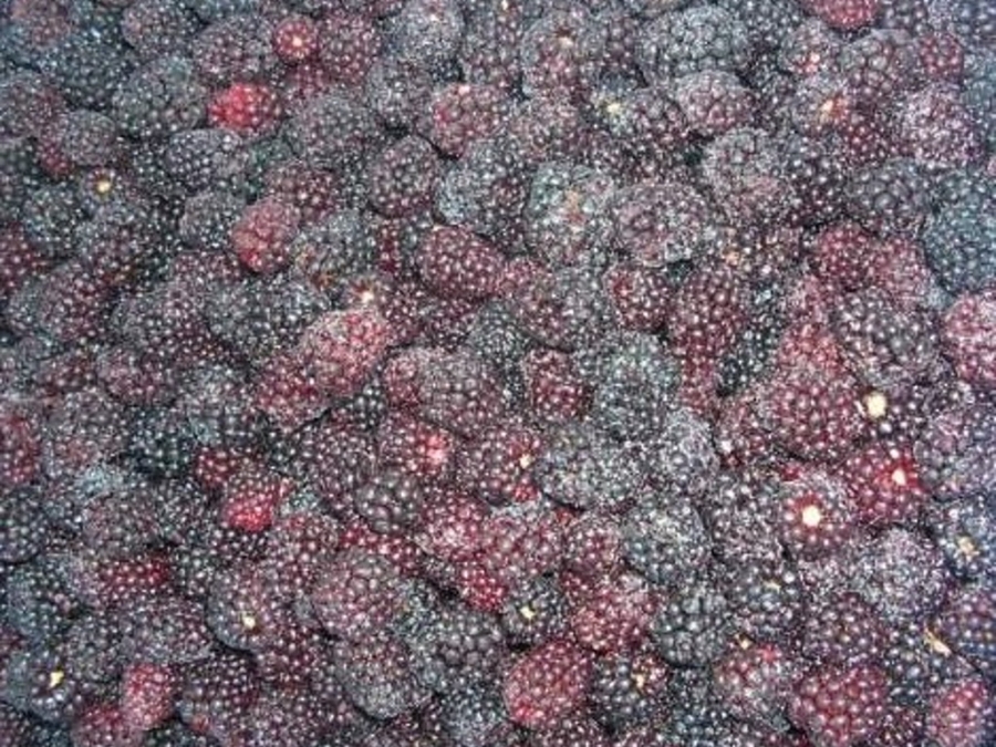 IQF Blackberry, cultivated and wild